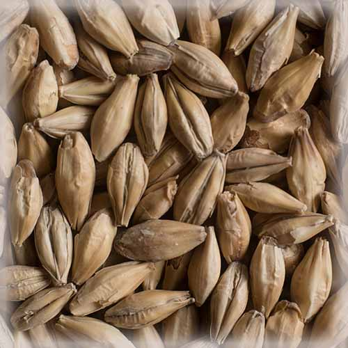 Солод молотый не подж.Malt Chateau Distilling 0ppm, Бельгия